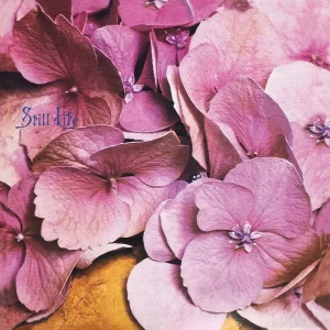 Still Life - Still Life